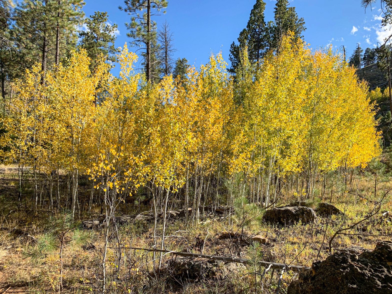 Golden young aspen trees stand beside the Arizona Trail under a brilliant blue sky