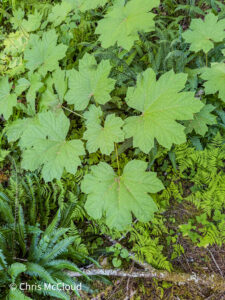 A plant with large green leaves with slight cutouts at intervals and a notch at the base of the leaf grows beside a trail